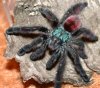 avicularia versicolor 06.jpg