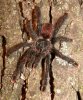 avicularia avicularia 09.jpg