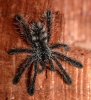 avicularia purpurea 01.jpg