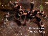 threat_acanthoscurria_geniculata.jpg