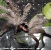 avicularia_laeta_16-mn.jpg