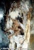 dsc02874_a_laeta-mn-om.jpg