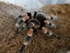 B smithi MM.JPG