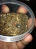 G Pulchripes Pre-molt.jpg