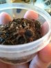 G pulchripes Pre-molt 2.jpg