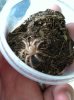 G Pulchripes Post-molt.jpg