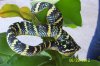 Waglers Viper (20).jpg