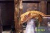 Crested Gecko (3).jpg