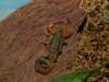 Isometrus Maculatus.JPG