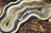 Cave Dwelling Ratsnake (2).jpg