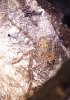 Huntsman sling1.jpg