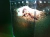 enclosure nom.JPG