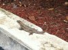 curly tail lizard.jpg