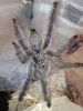 MM Psalmopoeus pulcher October 2012.jpg