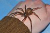 Dolomedes okefinokensis (20).jpg