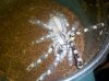 p regalis1.jpg