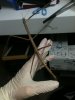 stickinsect.jpg stickinsect.jpg