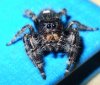 m_Phidippus audax  19.jpg