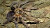 Avicularia spec. TARAPOTO_kl.jpg