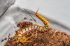 scolopendra02.jpg