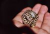 hognose_curled_small.jpg