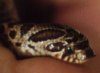 hognose_head.jpg