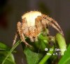 araneus_sp_front.jpg