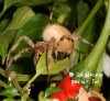 araneus_sp_sidepepper.jpg