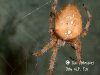 araneus_sp_dorsal.jpg