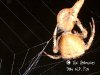 araneus_sp_webbingprey.jpg