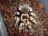 smithi1.jpg