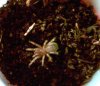 a. geniculata.jpg