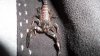 Spinifer Scorpion 001.jpg