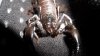 Spinifer Scorpion 003.jpg