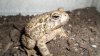 Woodhouse Toad (3).jpg