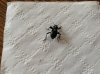 Beetle.jpg Beetle.jpg