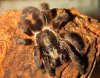 avicularia rickwesti1.jpg