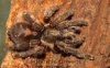 avicularia rickwesti.jpg