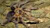 Avicularia spec. TARAPOTO_kl_nach.jpg