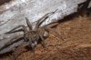 wolf with egg sac a.jpg wolf with egg sac a.jpg