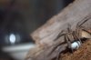 wolf with egg sac b.jpg wolf with egg sac b.jpg