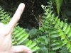 nephila_finger.jpg