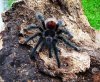 Grammostola_iheringi__6_.jpg