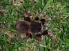 Acanthoscurria brocklehursti (7).jpg