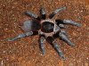 Acanthoscurria jurenicola (17).jpg