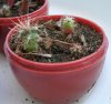 Cacti 005-crop.jpg