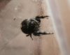 Phidippus Audax 3.jpg