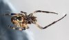 Araneus diadematus 1.jpg