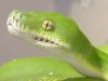 morelia viridis.jpg