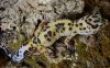 leopard gecko2.jpg